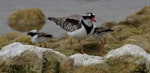 Black-fronted dotterel. Adult with chicks. Waipara river lagoon [Amberley Beach], North Canterbury, January 2013. Image © K G Shakespeare by Kevin Shakespeare Layzeboy Photography © Nature & Wildlife.