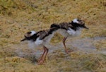 Black-fronted dotterel. Two chicks. Waipara river lagoon [Amberley Beach], North Canterbury, January 2013. Image © K G Shakespeare by K G Shakespeare.