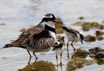 Black-fronted dotterel. Adult with two chicks. Waipara river lagoon [Amberley Beach], North Canterbury, January 2013. Image © K G Shakespeare by K G Shakespeare.