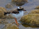 Black-fronted dotterel. Chick. Waipara river lagoon [Amberley Beach], North Canterbury, January 2013. Image © K G Shakespeare by K G Shakespeare.