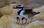 Black-fronted dotterel. Adult brooding two chicks. Waipara river lagoon [Amberley Beach], North Canterbury, January 2013. Image © K G Shakespeare by K G Shakespeare.