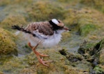 Black-fronted dotterel. Chick. Waipara river lagoon [Amberley Beach], North Canterbury, January 2013. Image © K G Shakespeare by K G Shakespeare.