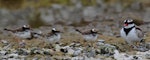 Black-fronted dotterel. Adult with three 1/2 grown chicks. Waipara river lagoon [Amberley Beach], North Canterbury, January 2013. Image © K G Shakespeare by K G Shakespeare.