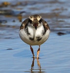 Black-fronted dotterel. Immature, frontal view. Whangaehu River estuary, May 2013. Image © Ormond Torr by Ormond Torr.