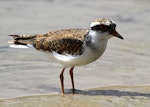 Black-fronted dotterel. Immature. Whangaehu River estuary, December 2010. Image © Ormond Torr by Ormond Torr.