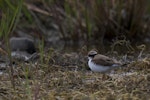 Black-fronted dotterel. Immature. Oreti River, Western Southland, January 2012. Image © Glenda Rees by Glenda Rees.