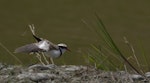 Black-fronted dotterel. Adult stretching. Oreti River, Western Southland, January 2012. Image © Glenda Rees by Glenda Rees.