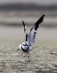 Black-fronted dotterel. Adult stretching wings. Whangaehu River estuary, January 2014. Image © Ormond Torr by Ormond Torr.