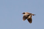 Black-fronted dotterel. In flight showing upperwing. Mataura River, October 2014. Image © Glenda Rees by Glenda Rees.