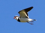 Black-fronted dotterel. Ventral view of adult in flight. Turakina River estuary, December 2011. Image © Ormond Torr by Ormond Torr.