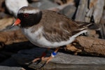 Shore plover | Tuturuatu. Adult male. Mana Island, April 2009. Image © Peter Reese by Peter Reese.