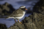 Shore plover | Tuturuatu. Adult male. Plimmerton, June 2014. Image © Toya Heatley by Toya Heatley.