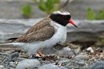 Shore plover | Tuturuatu. Male adult with chick. Mana Island, December 2012. Image © Glenda Rees by Glenda Rees.