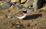 Shore plover | Tuturuatu. Adult male. Plimmerton, Porirua City, June 2011. Image © Ian Armitage by Ian Armitage.