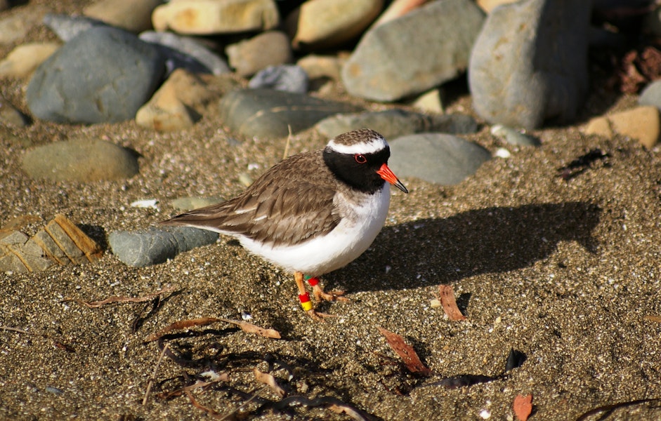 Shore plover | Tuturuatu. Adult male. Plimmerton, Porirua City, June 2011. Image © Ian Armitage by Ian Armitage.