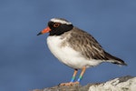 Shore plover | Tuturuatu. Adult male. Motutapu Island, October 2018. Image © Oscar Thomas by Oscar Thomas.