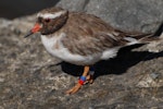 Shore plover | Tuturuatu. Adult female. Mana Island, April 2009. Image © Peter Reese by Peter Reese.