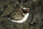 Shore plover | Tuturuatu. Adult female. Plimmerton, June 2014. Image © Toya Heatley by Toya Heatley.