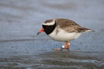 Shore plover | Tuturuatu. Adult male foraging on mudflat. Clive rivermouth, Hawke's Bay, October 2016. Image © Adam Clarke by Adam Clarke.