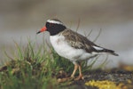 Shore plover | Tuturuatu. Adult male. Rangatira Island, Chatham Islands, January 2004. Image © Department of Conservation (image ref: 10057179) by Don Merton, Department of Conservation.