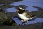 Shore plover | Tuturuatu. Adult male. Plimmerton, June 2014. Image © Toya Heatley by Toya Heatley.