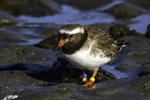 Shore plover | Tuturuatu. Adult female. Plimmerton, June 2014. Image © Toya Heatley by Toya Heatley.