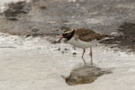 Shore plover | Tuturuatu. Adult female. Rangatira Island, October 2020. Image © James Russell by James Russell.