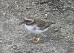 Shore plover | Tuturuatu. Immature. Plimmerton, August 2011. Image © Alan Tennyson by Alan Tennyson.