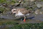 Shore plover | Tuturuatu. Juvenile foraging. Petone, Wellington, March 2020. Image © Paul Le Roy by Paul Le Roy.