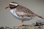 Shore plover | Tuturuatu. Adult female. Mangere Island, Chatham Islands, November 2022. Image © Steve Pilkington by Steve Pilkington.