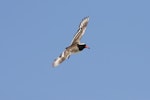 Shore plover | Tuturuatu. Male in flight. Rangatira Island, February 2010. Image © David Boyle by David Boyle.