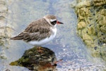 Shore plover | Tuturuatu. Immature. Plimmerton, June 2011. Image © Alex Scott by Alex Scott.