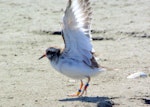 Shore plover | Tuturuatu. Juvenile with wings raised. Manawatu River estuary, March 2008. Image © Alex Scott by Alex Scott.