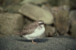 Shore plover | Tuturuatu. Juvenile. Mangere Island, Chatham Islands, May 1977. Image © Department of Conservation (image ref: 10031008) by Alan Wright, Department of Conservation.