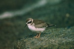 Shore plover | Tuturuatu. Juvenile. Rangatira Island, Chatham Islands, February 2004. Image © Department of Conservation (image ref: 10054722) by Don Merton, Department of Conservation.