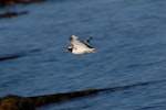 Shore plover | Tuturuatu. Male in flight. Mana Island, March 2009. Image © Peter Reese by Peter Reese.