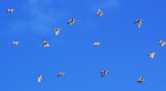 Shore plover | Tuturuatu. 14 birds in flight. Plimmerton, Porirua City, June 2011. Image © Ian Armitage by Ian Armitage.