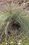 Shore plover | Tuturuatu. Nest with newly hatched chicks. Rangatira Island, Chatham Islands, December 1983. Image © Colin Miskelly by Colin Miskelly.