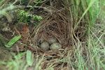 Shore plover | Tuturuatu. Nest with 3 eggs. Rangatira Island, Chatham Islands, December 1981. Image © Department of Conservation (image ref: 10031172) by Dave Crouchley, Department of Conservation.