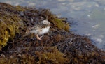 Shore plover | Tuturuatu. Day old chick. Mana Island, November 2009. Image © Peter Reese by Peter Reese.