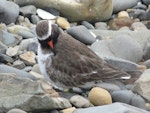 Shore plover | Tuturuatu. Adult male preening. Plimmerton, August 2011. Image © Alan Tennyson by Alan Tennyson.