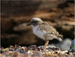 Shore plover | Tuturuatu. Chick. Mana Island, January 2009. Image © Colin Miskelly by Colin Miskelly.