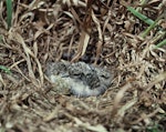 Shore plover | Tuturuatu. Young chicks and egg in nest. Rangatira Island, Chatham Islands, November 1975. Image © Department of Conservation (image ref: 10044646) by Rod Morris, Department of Conservation.