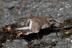 Shore plover | Tuturuatu. Juvenile wing stretching. Mana Island, March 2009. Image © Peter Reese by Peter Reese.