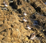 Shore plover | Tuturuatu. six adults at roost on a rocky foreshore. Plimmerton, Porirua City, June 2011. Image © Ian Armitage by Ian Armitage.