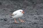 Shore plover | Tuturuatu. Adult with aberrant plumage. Rangatira Island, September 2016. Image © Oscar Thomas by Oscar Thomas.