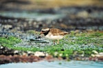 Shore plover | Tuturuatu. Adult female. Rangatira Island, Chatham Islands, February 2004. Image © David Merton by Don Merton.