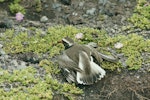 Shore plover | Tuturuatu. Adult female performing distraction display near nest. Rangatira Island, Chatham Islands, November 1978. Image © Department of Conservation (image ref: 10031409) by Rod Morris, Department of Conservation.