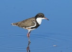 Red-kneed dotterel. Adult. Tolderol Game Reserve, South Australia, January 2018. Image © John Fennell by John Fennell.