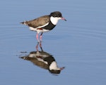 Red-kneed dotterel. Adult. Tolderol Game Reserve, South Australia, February 2018. Image © John Fennell by John Fennell.